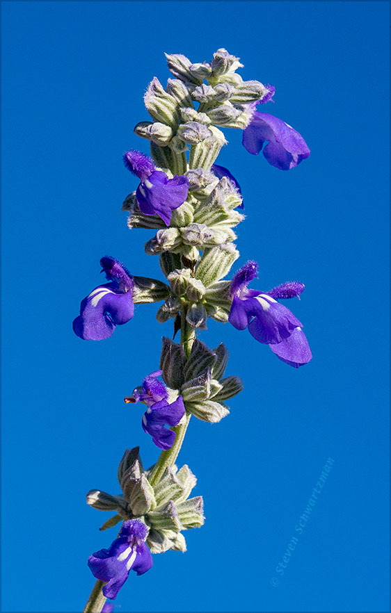 Mealy Blue Sage Flowers Against Sky 2368